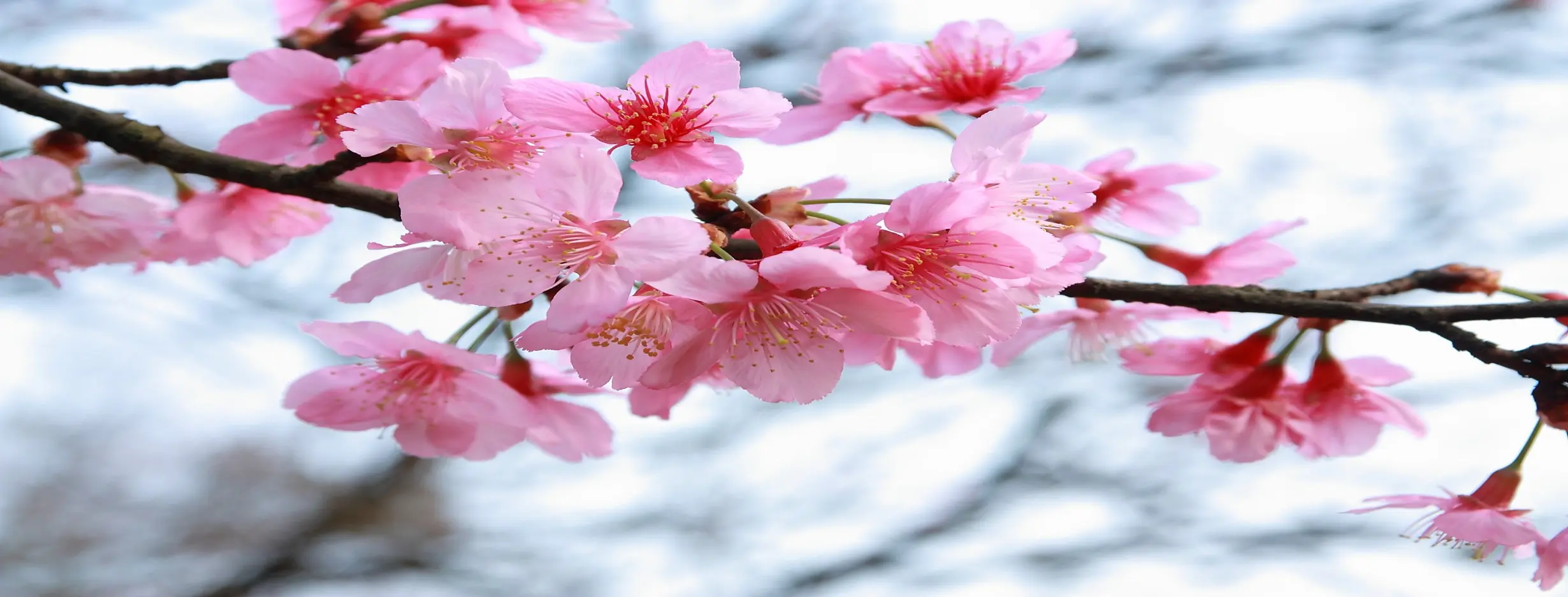 Image for Blossom Bliss